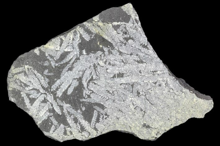 Fossil Graptolite Cluster (Didymograptus) - Great Britain #103442